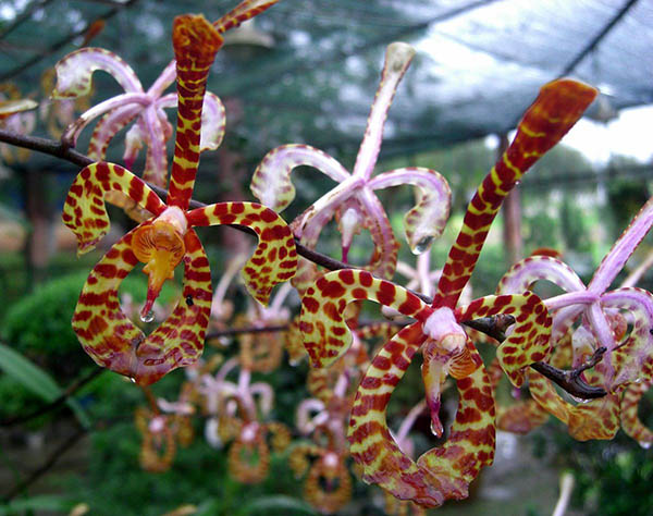 Phong lan nhện Arachnis annamensis 