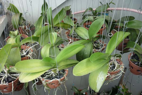 nhân giống hoa lan hồ điệp