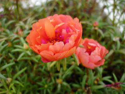 Hoa mười giờ màu cam