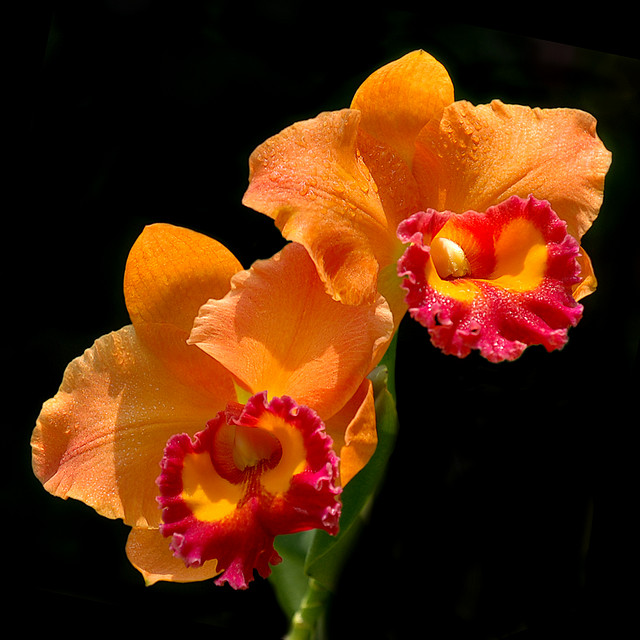 Lan cattleya cam đẹp nhất