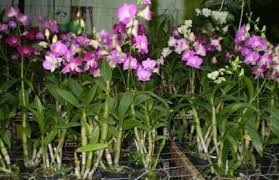 Hoa lan dendro được nhiều người yêu lan ưa chuộng