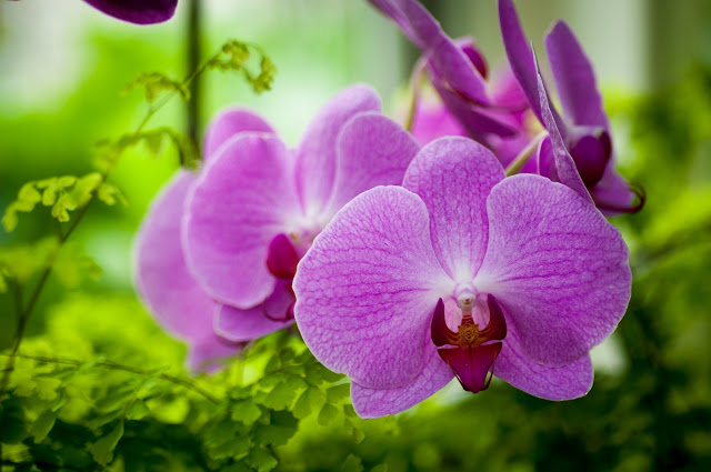 Lan hồ điệp tím quý phái, sang trọng 