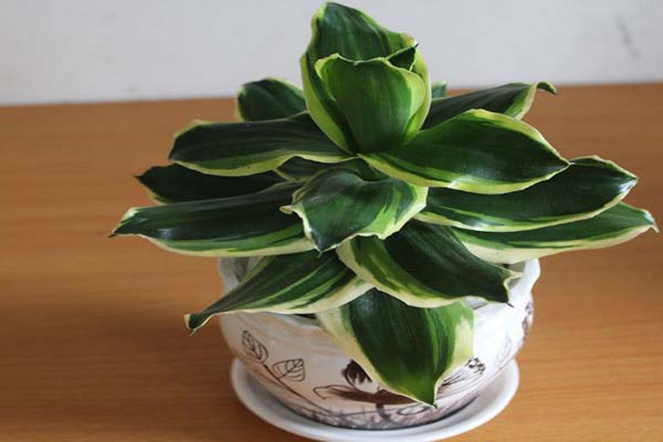 Những loại cây phong thủy trồng trong nhà giúp gia chủ hút tài lộc-2