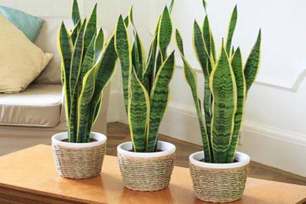 Những loại cây phong thủy trồng trong nhà giúp gia chủ hút tài lộc-3