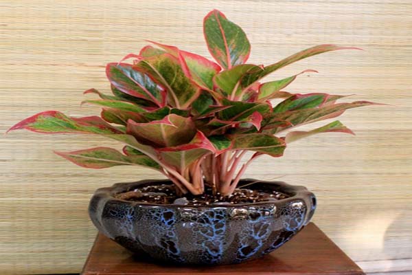 Những loại cây phong thủy trồng trong nhà giúp gia chủ hút tài lộc-4