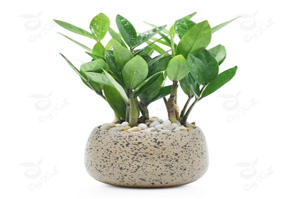 Những loại cây phong thủy trồng trong nhà giúp gia chủ hút tài lộc-5