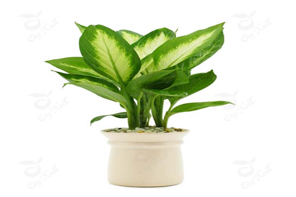 Những loại cây phong thủy trồng trong nhà giúp gia chủ hút tài lộc-7