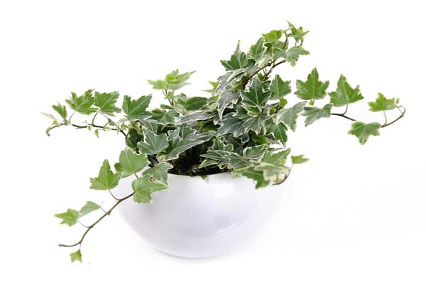 Những loại cây phong thủy trồng trong nhà giúp gia chủ hút tài lộc-8