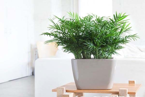 Những loại cây phong thủy trồng trong nhà giúp gia chủ hút tài lộc-9