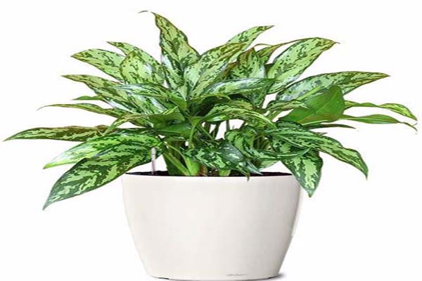 Những loại cây phong thủy trồng trong nhà giúp gia chủ hút tài lộc-9