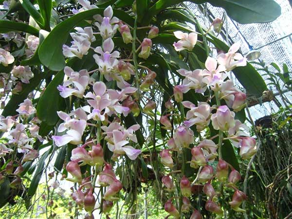 Phong Lan Giáng Hương Tam Bảo Sắc thanh nhã