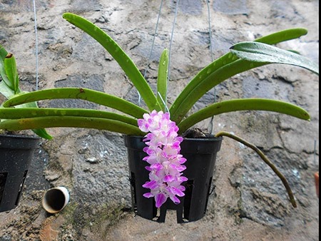 Lan Giáng Xuân đẹp trong vườn