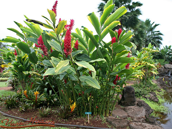 Cây phúc lộc thọ 