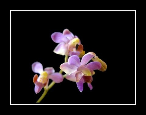 Hoa tiểu hồ điệp có nhiều màu sắc biến thể