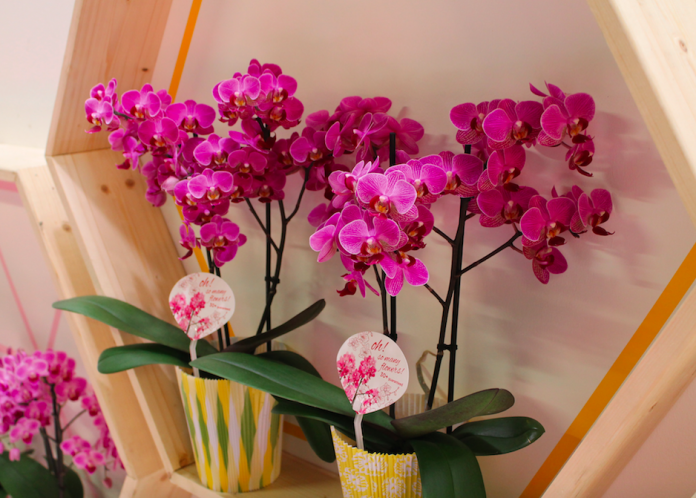 Chậu lan hồ điệp pha lê đá mang nét đẹp sang trọng, thu hút người nhìn