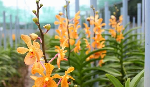 Lưu trữ kỹ thuật trồng lan cắt cành 