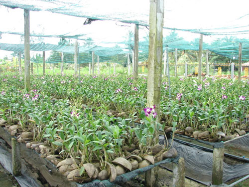 Các bước chuẩn bị để trồng lan căt cành 