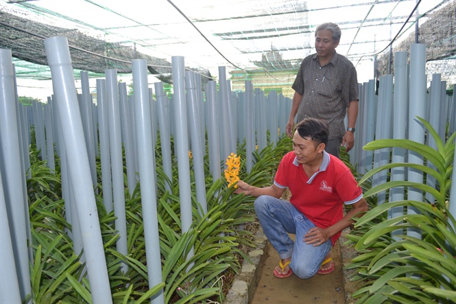 Đặc tính thực vật của lan cắt cành 