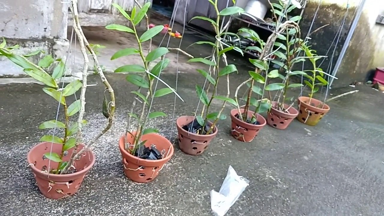 trồng lan hồ điệp bằng gì? 5 loại giá thể trồng lan hiệu quả phổ biến