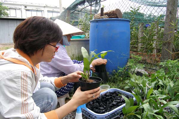 Cách chăm sóc hoa lan hồ điệp bằng than củi
