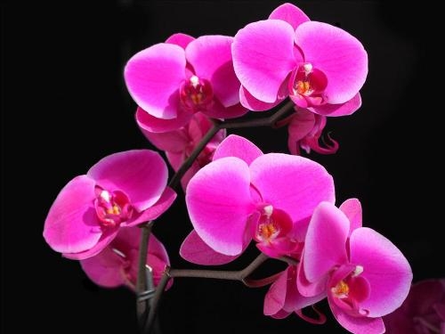 Hoa lan hồ điệp tím tượng trưng cho sự chung thủy