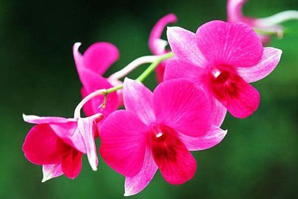 Độ ẩm trong chăm sóc hoa lan hồ điệp