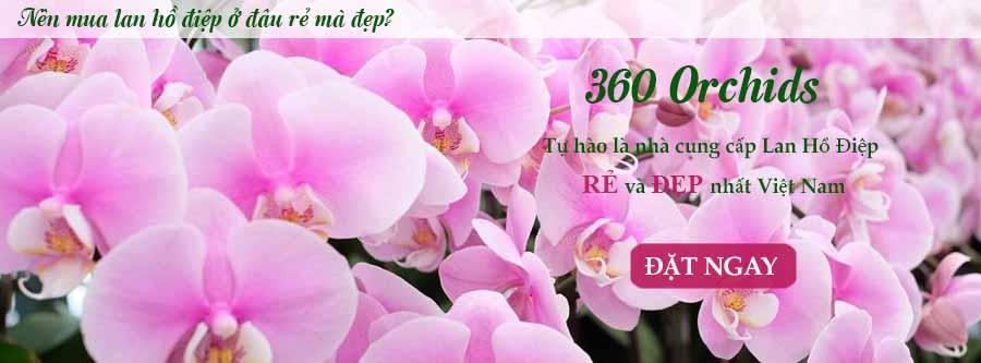Lan ho diep gia re nhat Viet Nam
