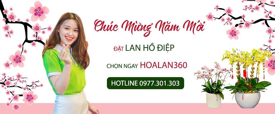 lan ho diep tet