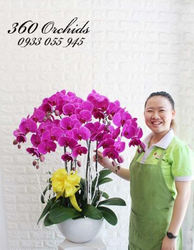 99 chậu lan đẹp chơi tết cực sang trọng