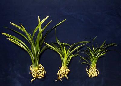 Bật mí cách trồng địa lan đơn giản nhất, bạn đã biết chưa?