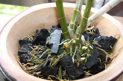 Bật mí cách trồng lan hồ điệp bằng than củi đơn giản tại nhà