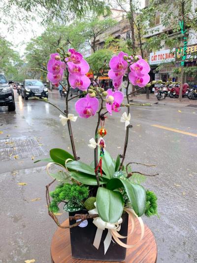 Bí quyết giữ hoa lan hồ điệp lâu tàn tại nhà