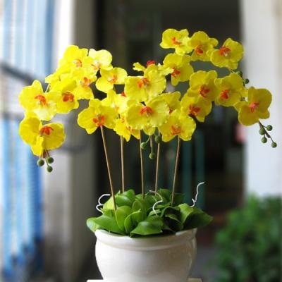 Hướng dẫn CÁCH CẮM CHẬU LAN HỒ ĐIỆP ĐẸP tại nhà
