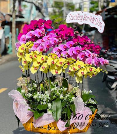 Cách chọn hoa lan chơi Tết sang trọng bắt mắt