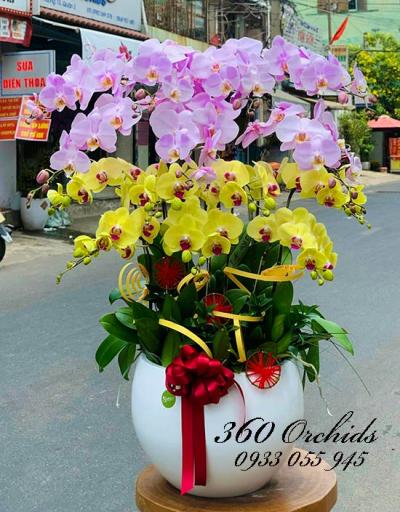 Cách chọn hoa lan hồ điệp dâng lễ Phật đản