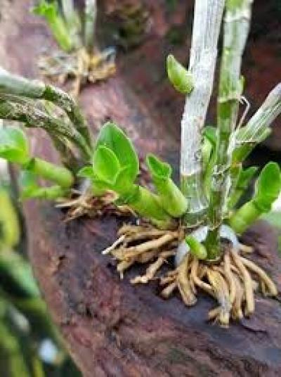 Cách nhân giống lan dendro dễ dàng, hiệu quả nhất
