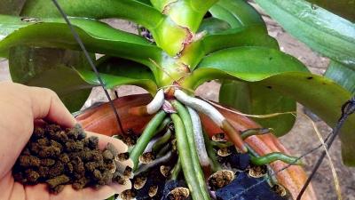 Cách phân bón cho hoa lan xanh tốt