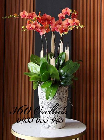 Cách trồng và chăm hoa lan hồ điệp tươi lâu