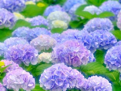 Cẩm tú cầu - Biểu tượng của Đà Lạt mộng mơ