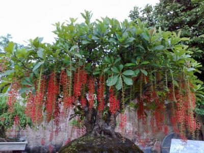 Cây lộc vừng cảnh mang đến tài lộc, phước lành