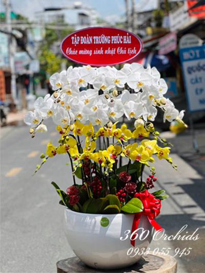 Chậu Chậu lan hồ điệp kết hợp 17 cành - Mọi việc thuận lợi