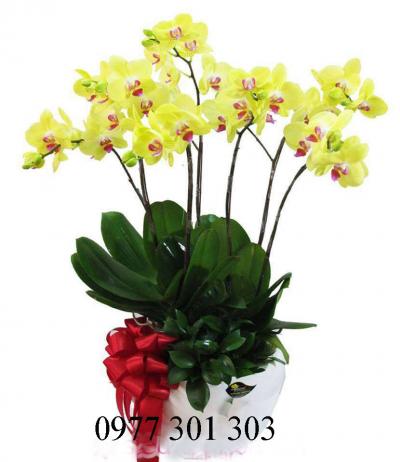 Chậu hồ điệp 7 cành vàng