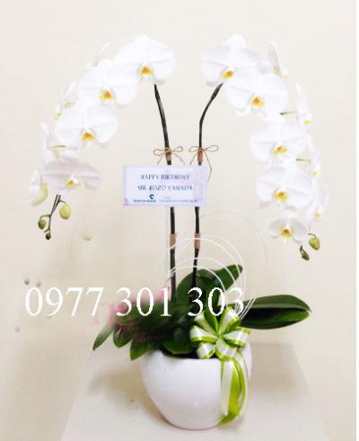 CHẬU LAN 2 CÀNH XINH XẮN