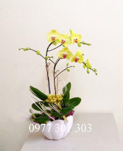 Chậu lan đời cho ta có đôi