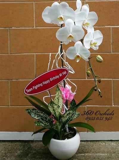 Chậu lan hồ điệp 1 cành trắng