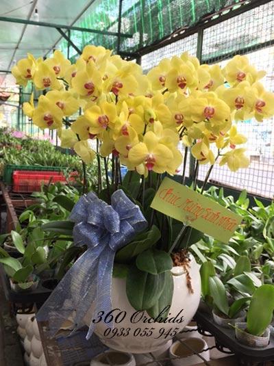 Chậu lan hô điệp 10 cành vàng sang trọng