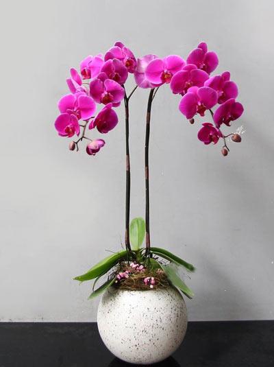 Chậu lan hồ điệp 2 cành tím