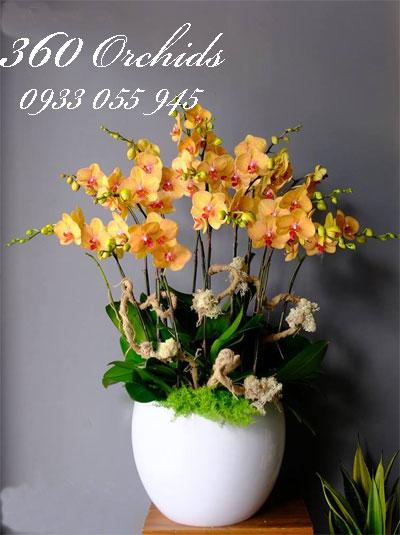 Chậu lan hồ điệp vàng cam chưng tết sắc màu