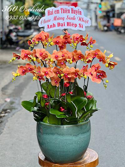 Chậu lan hồ điệp cam - Đường đời vinh hoa