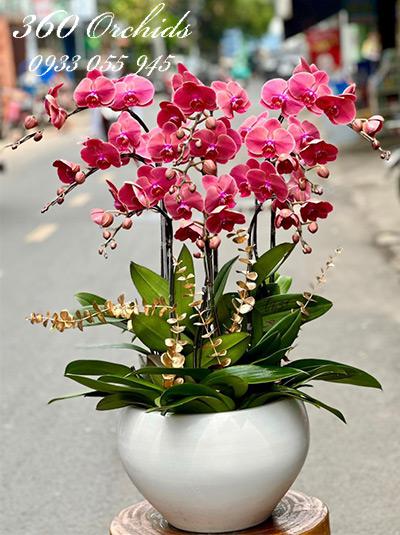Chậu lan hồ điệp cam - Ngày ngày tiến lên